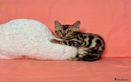 Bengal cats for sale: 🐾Purebred BENGAL Kittens🐾  - Image 24