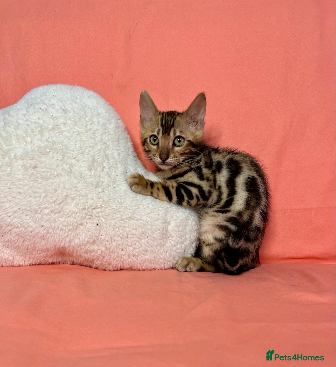 Bengal cats for sale: 🐾Purebred BENGAL Kittens🐾  - Image 24