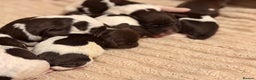 English Springer Spaniel dogs for sale: Traditional Kc Reg English Springer Spaniel Pups.. - Advert 12