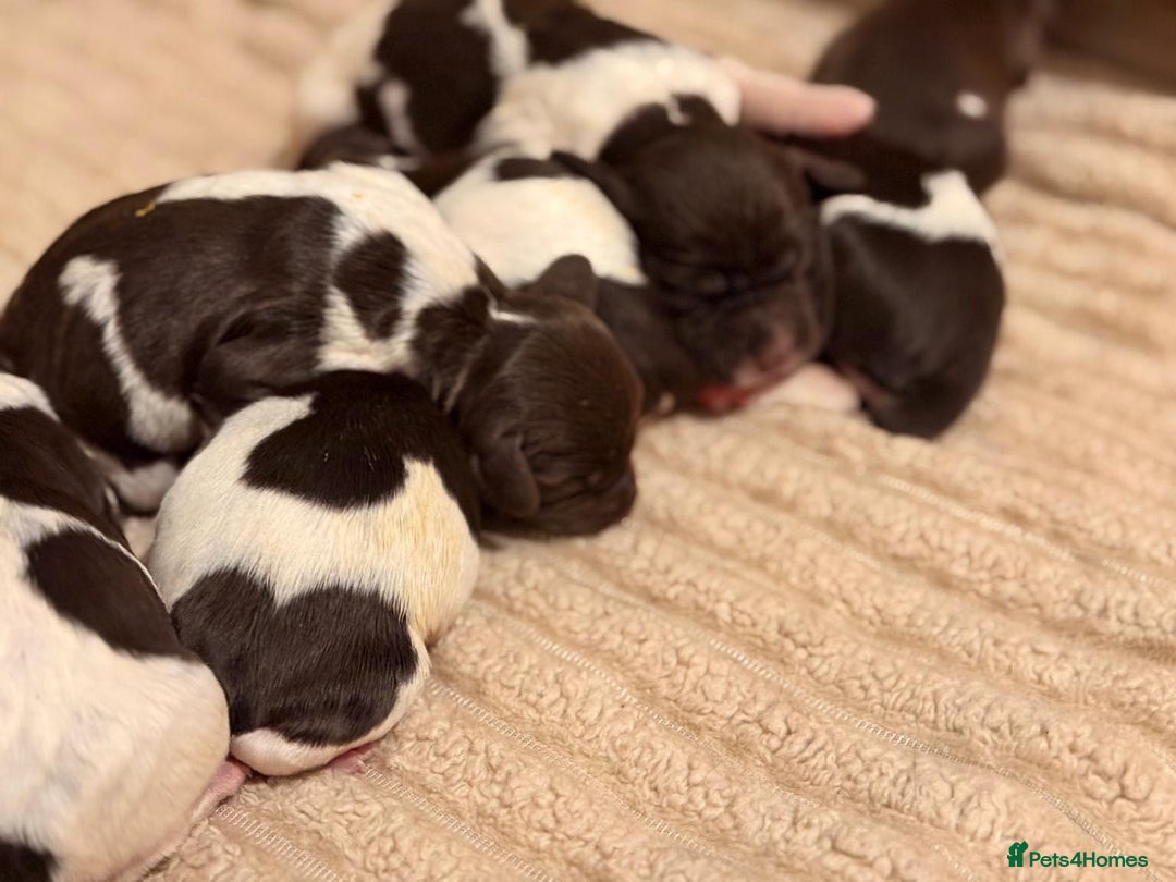 English Springer Spaniel dogs for sale: Traditional Kc Reg English Springer Spaniel Pups.. - Advert 12