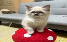 Ragdoll cats for sale: GCCF REGISTERED RAGDOLL KITTENS. 4  BOYS - Image 16