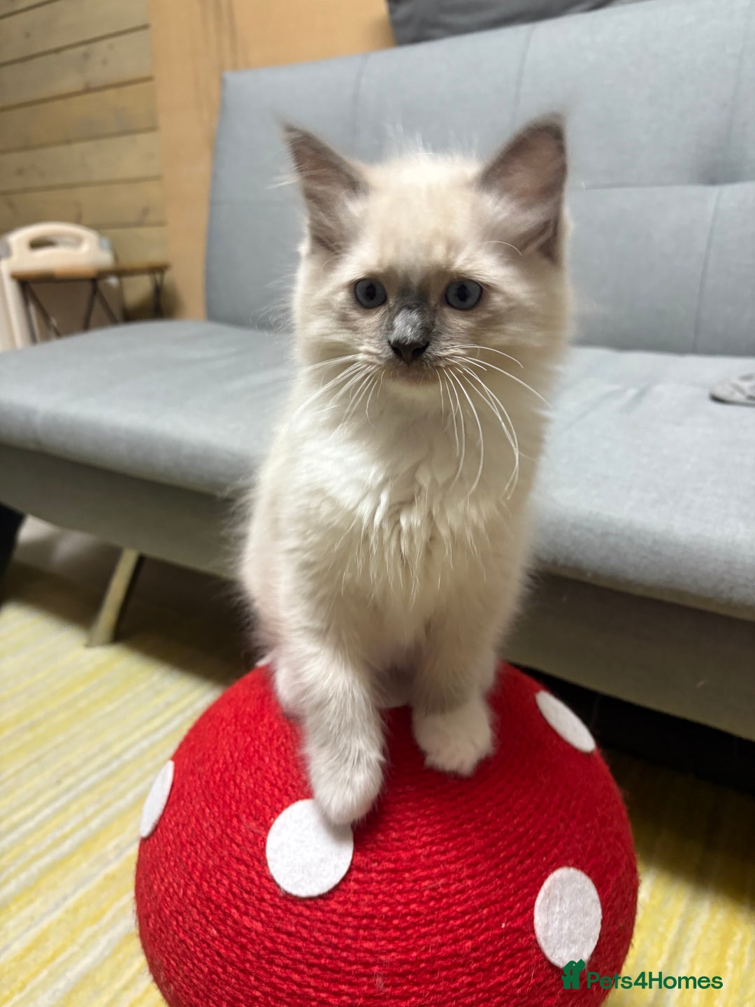 Ragdoll cats for sale: GCCF REGISTERED RAGDOLL KITTENS. 4  BOYS - Image 16