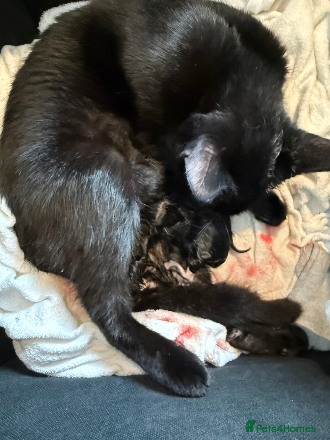 Mixed Breed cats for sale: Kitten forsale - Image 3