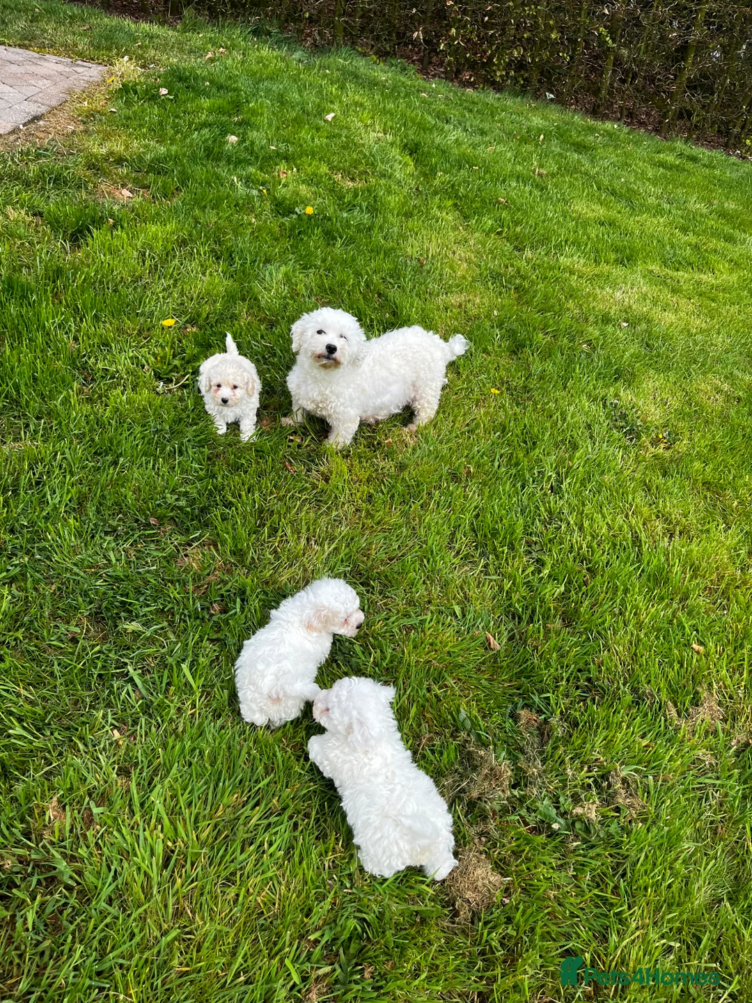Cavapoo dogs for sale: Cavapoo  - Advert 2