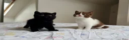 British Shorthair cats for sale: 2 female GCCF British short hair kittens - Advert 4