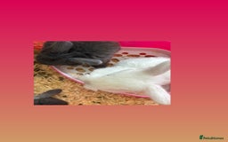 Mini Lop rabbits for sale: Gorgeous Mini Lops  - Image 35