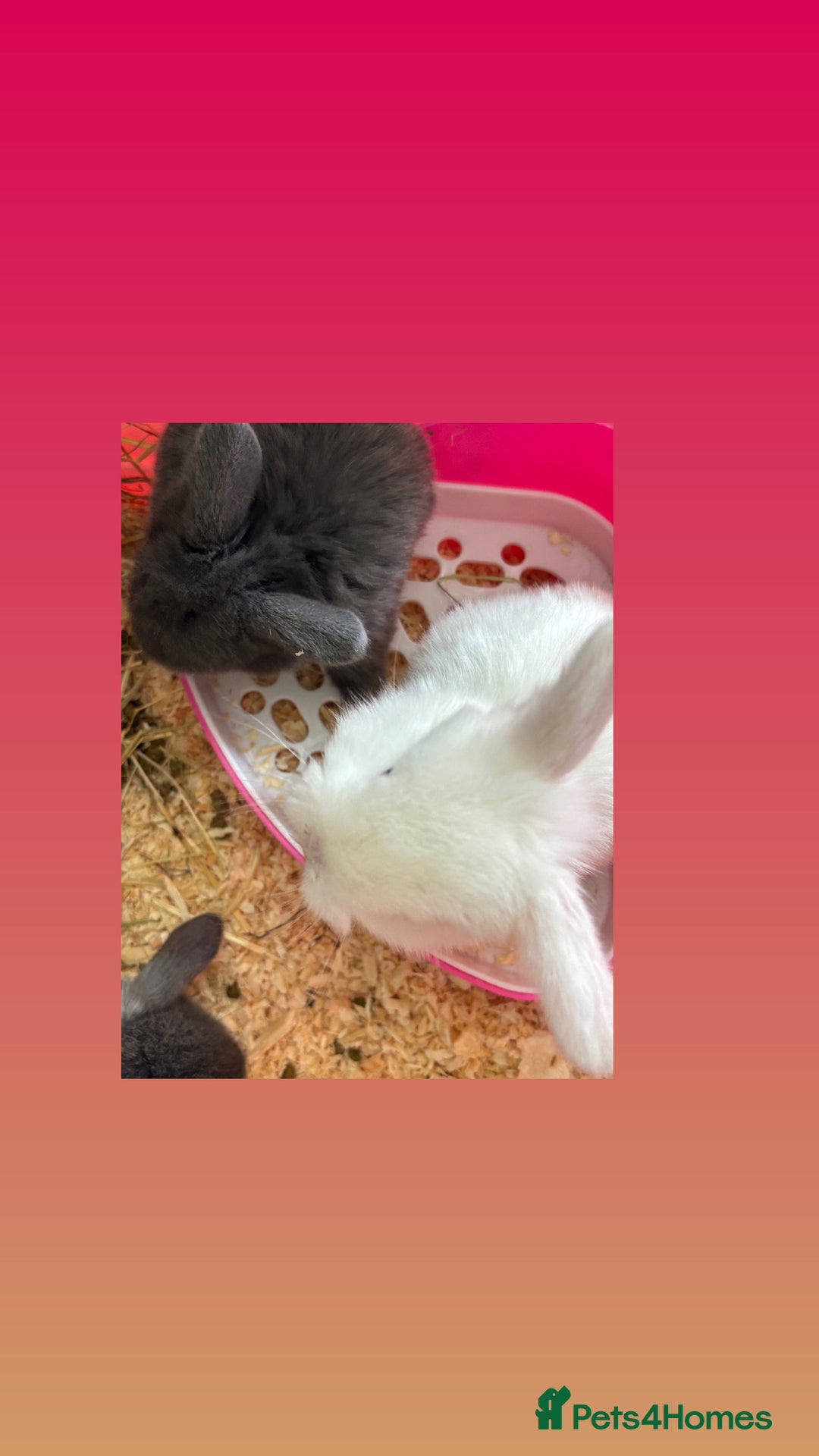 Mini Lop rabbits for sale: Gorgeous Mini Lops  - Image 35