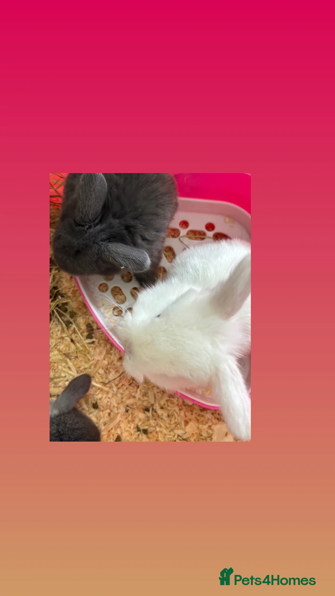 Mini Lop rabbits for sale: Gorgeous Mini Lops  - Advert 21