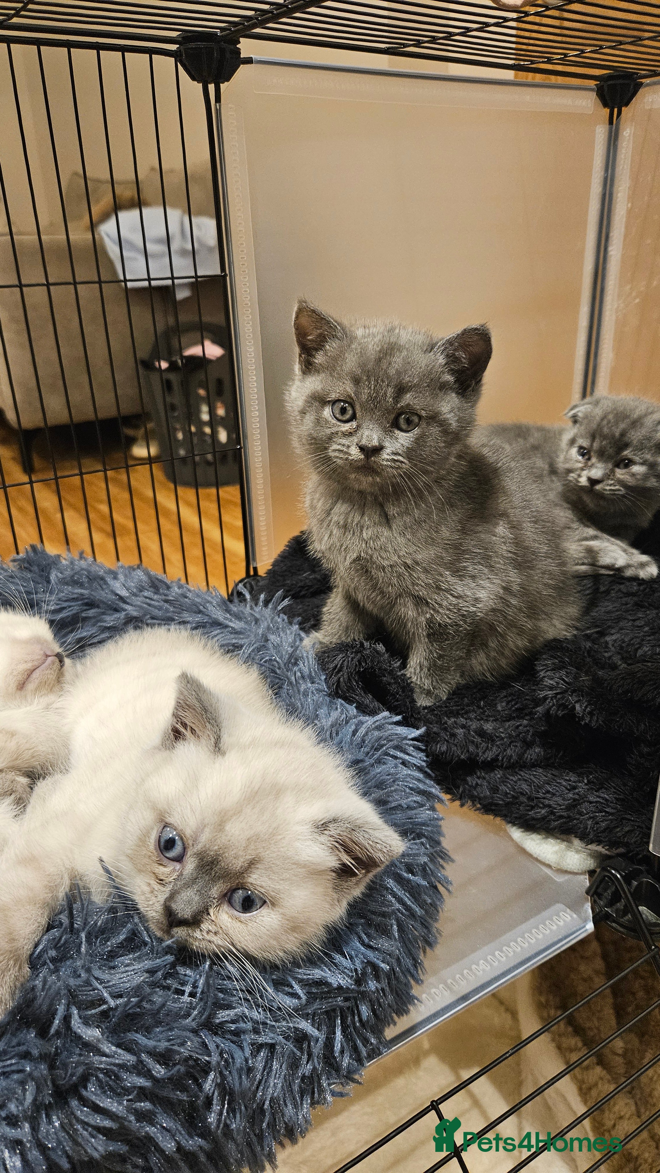 British Shorthair cats 🐱British Shorthair x Scottish Fold Kittens 👑✨️ - Advert 2
