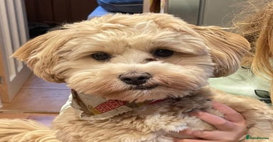 Shihpoo dogs - Advert 2