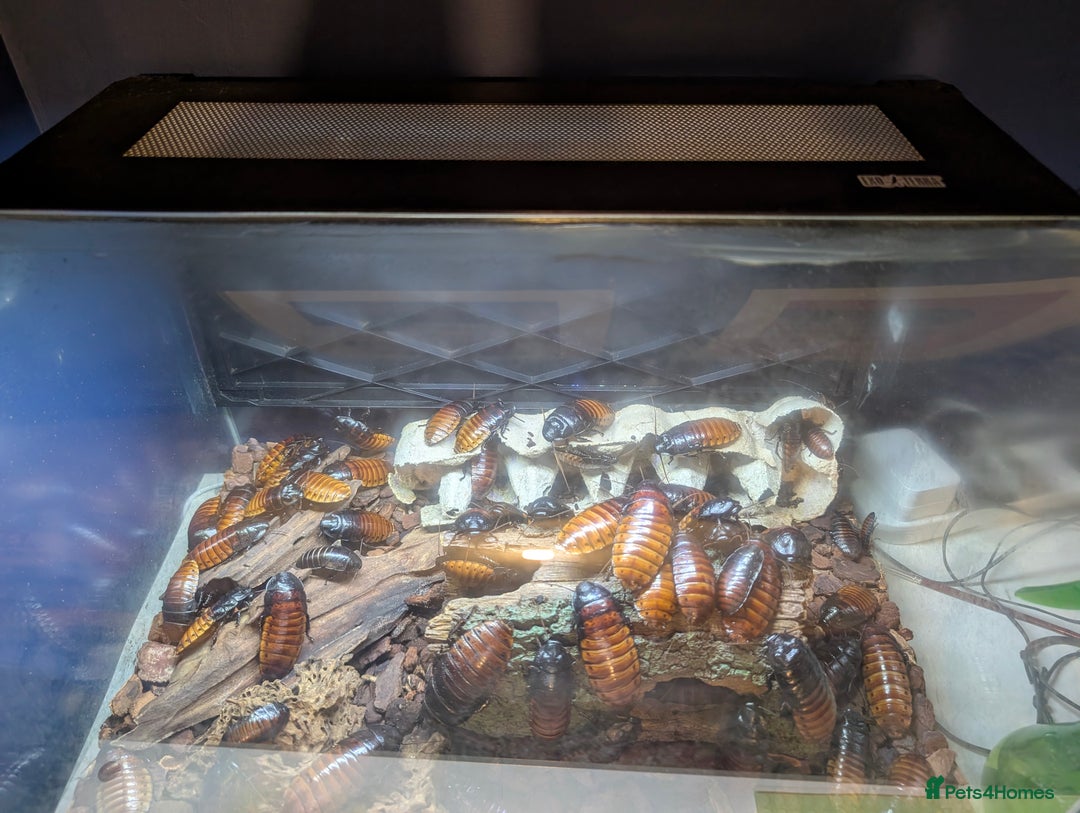 Cockroaches invertebrates for sale: Madagascan Hissing Cockroach - Image 3
