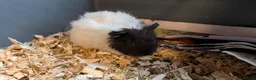 Guinea Pig rodents for sale: Beautiful Baby Guinea Pigs  - Advert 2