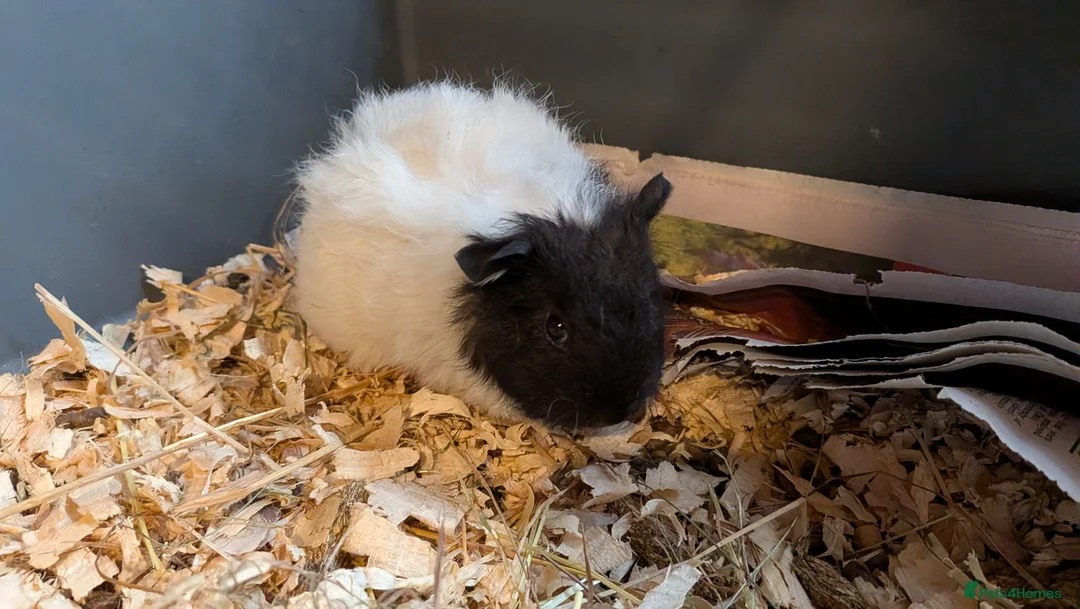 Guinea Pig rodents for sale: Beautiful Baby Guinea Pigs  - Advert 2