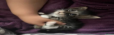 Oreo