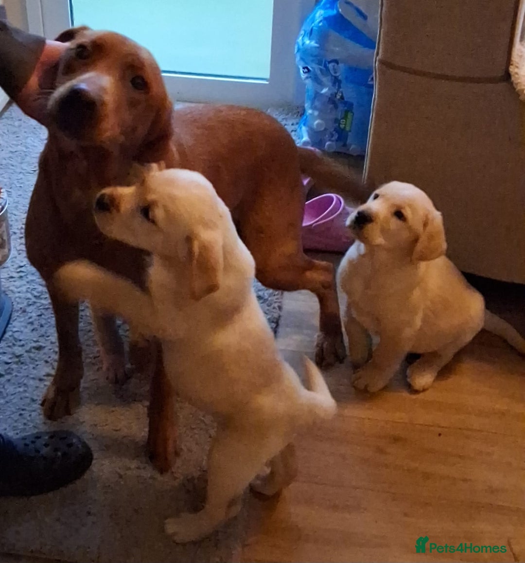 Goldador dogs for sale: Goldador puppies  - Advert 4