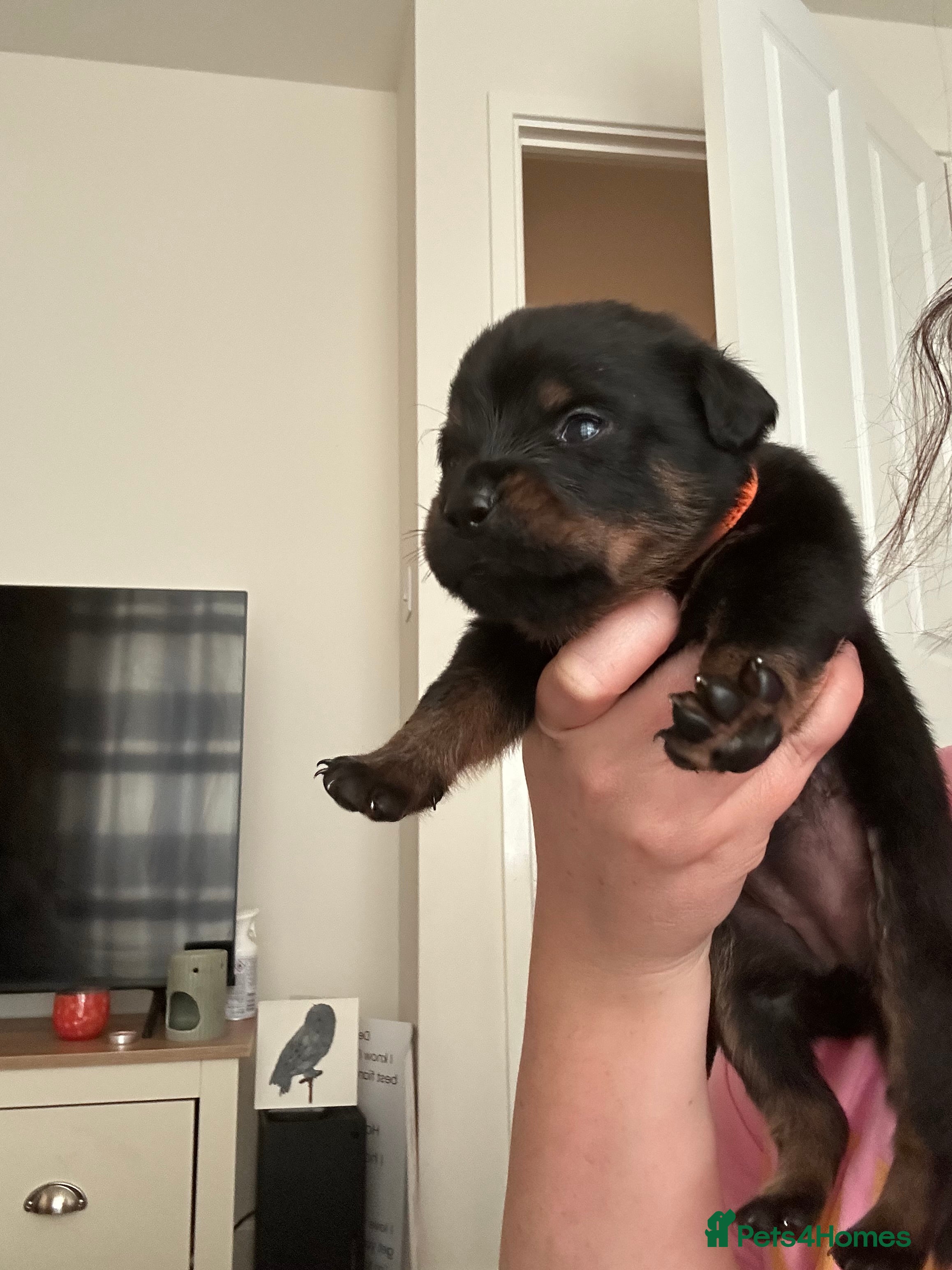 Rottweiler dogs Beautiful litter  - Advert 2