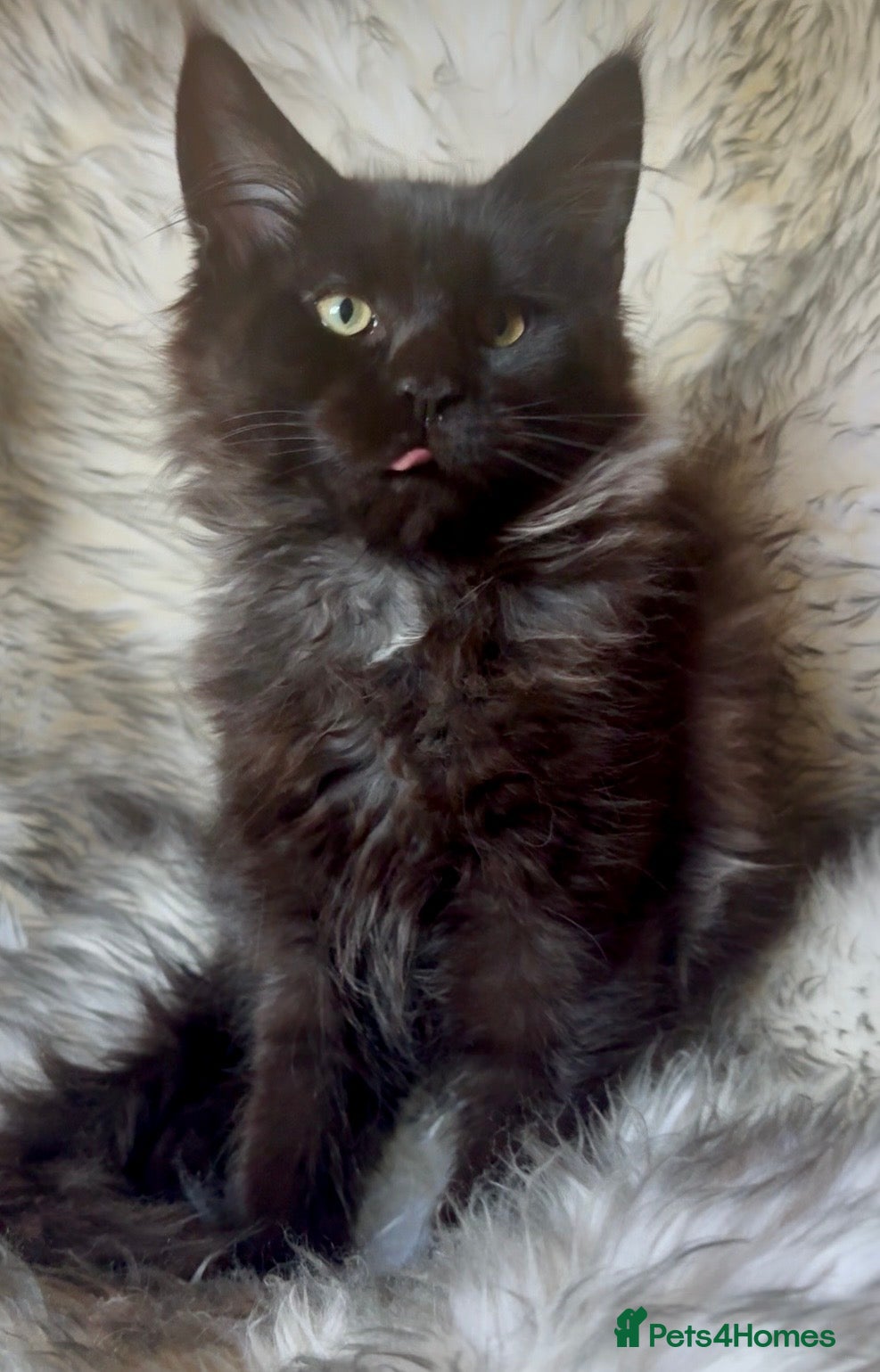Maine Coon cats GCCF Maine Coon Kittens 🐾 Ready to Leave Now 🐾 - Advert 2