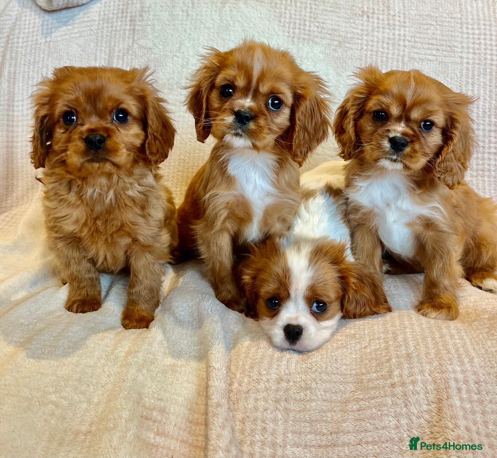 Cavalier King Charles Spaniel dogs King Charles Cavalier - Advert 1