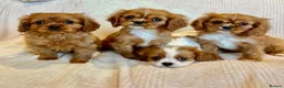 Cavalier King Charles Spaniel dogs for sale: King Charles Cavalier - Advert 1