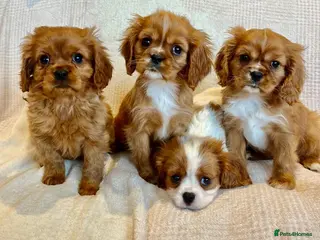 Cavalier King Charles Spaniel dogs King Charles Cavalier - Advert 1