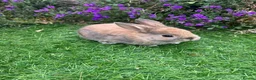 Mini Lop rabbits for sale: Lovely Mini Lop buns looking for their new homes - Advert 3