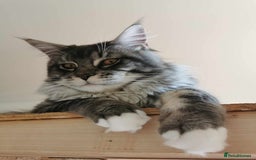 Maine Coon cats for sale: 6 Maine Coone kittens. - Image 14