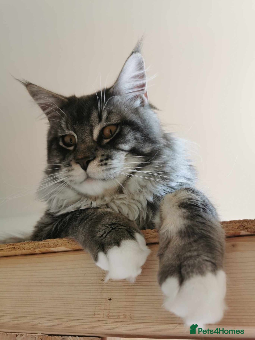 Maine Coon cats for sale: 6 Maine Coone kittens. - Image 14
