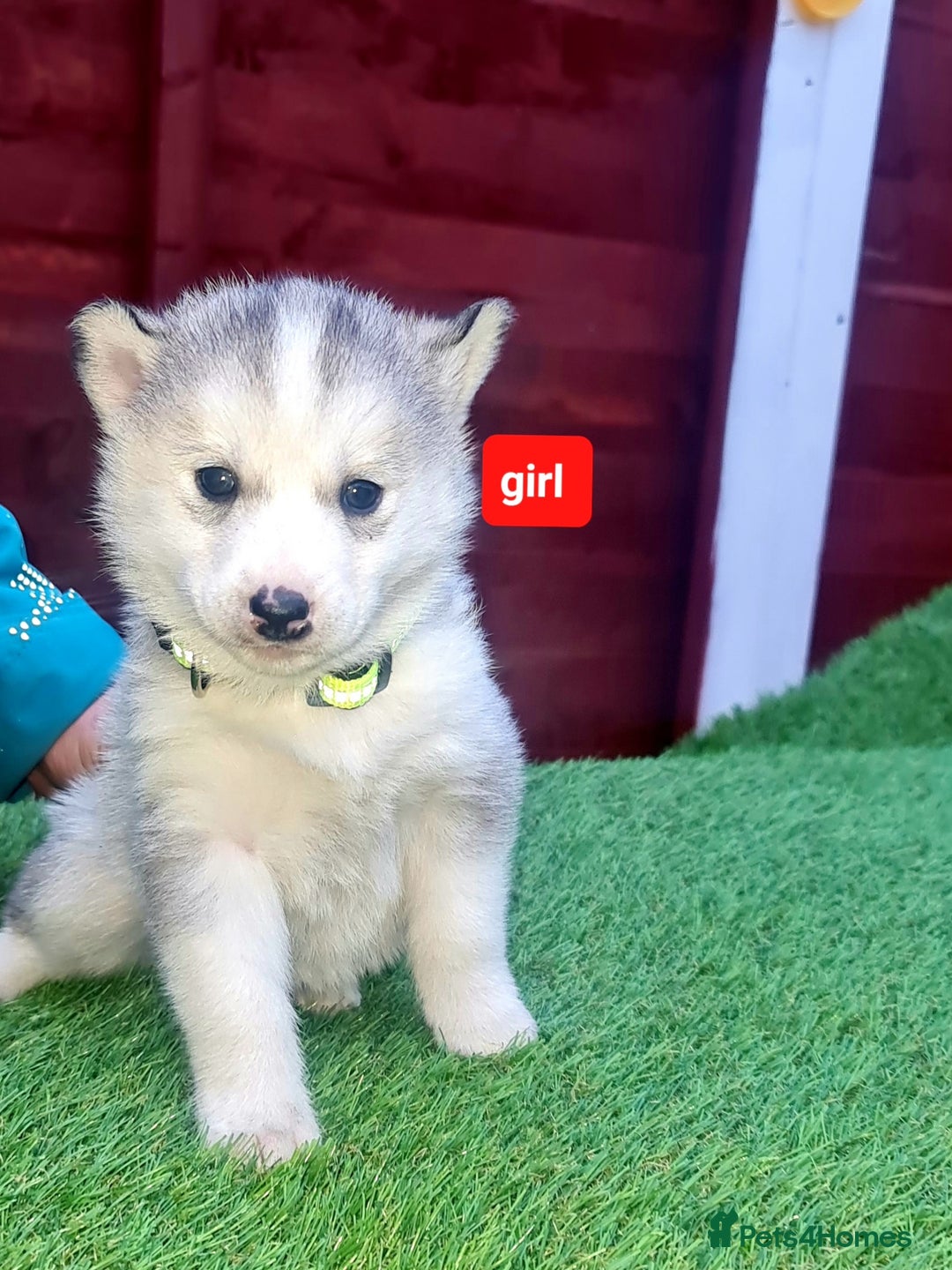 Siberian Husky dogs for sale: 6 siberian husky  - Advert 18