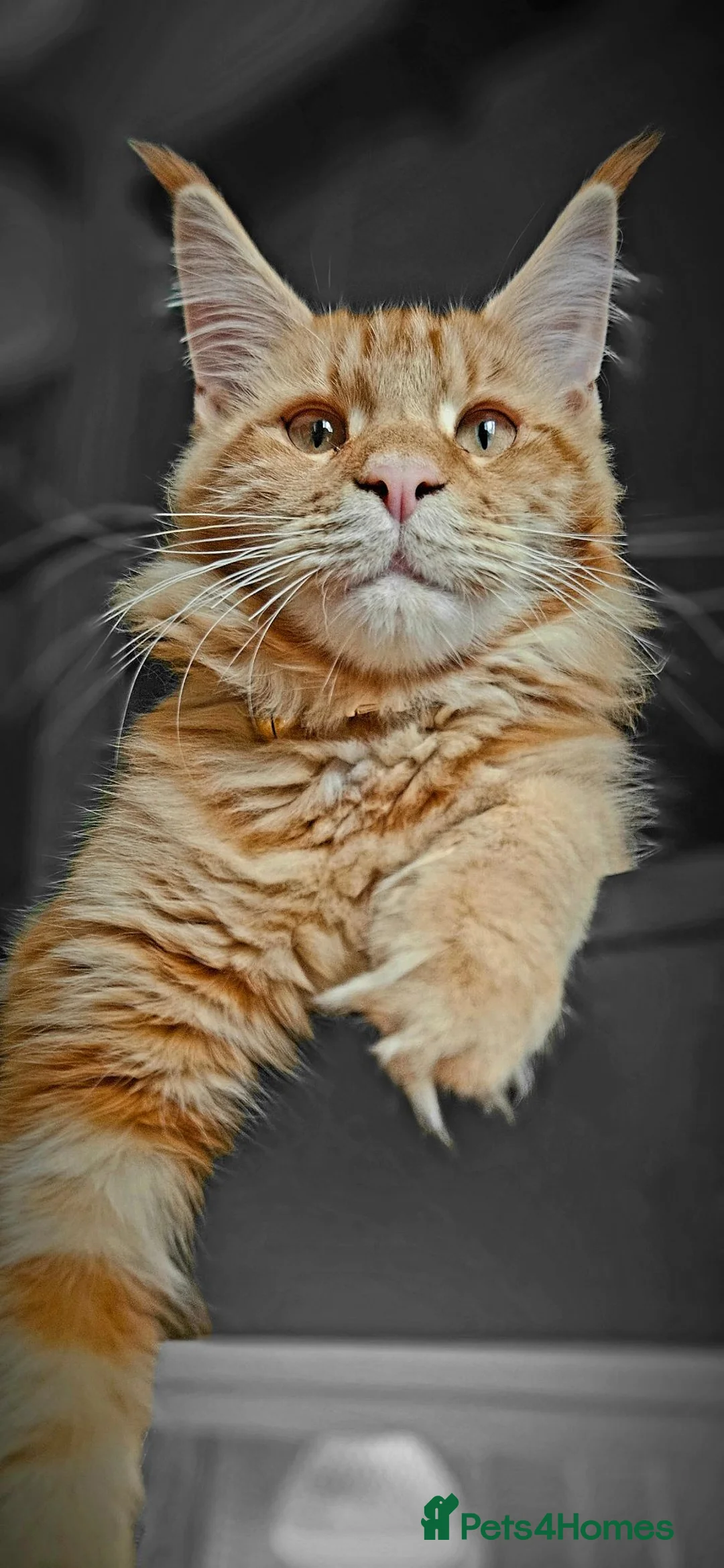 Maine Coon cats for sale: Luna XL Mainecoon rehoming  - Advert 1