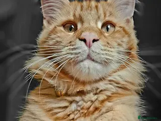 Maine Coon cats Luna XL Mainecoon rehoming - Advert 4