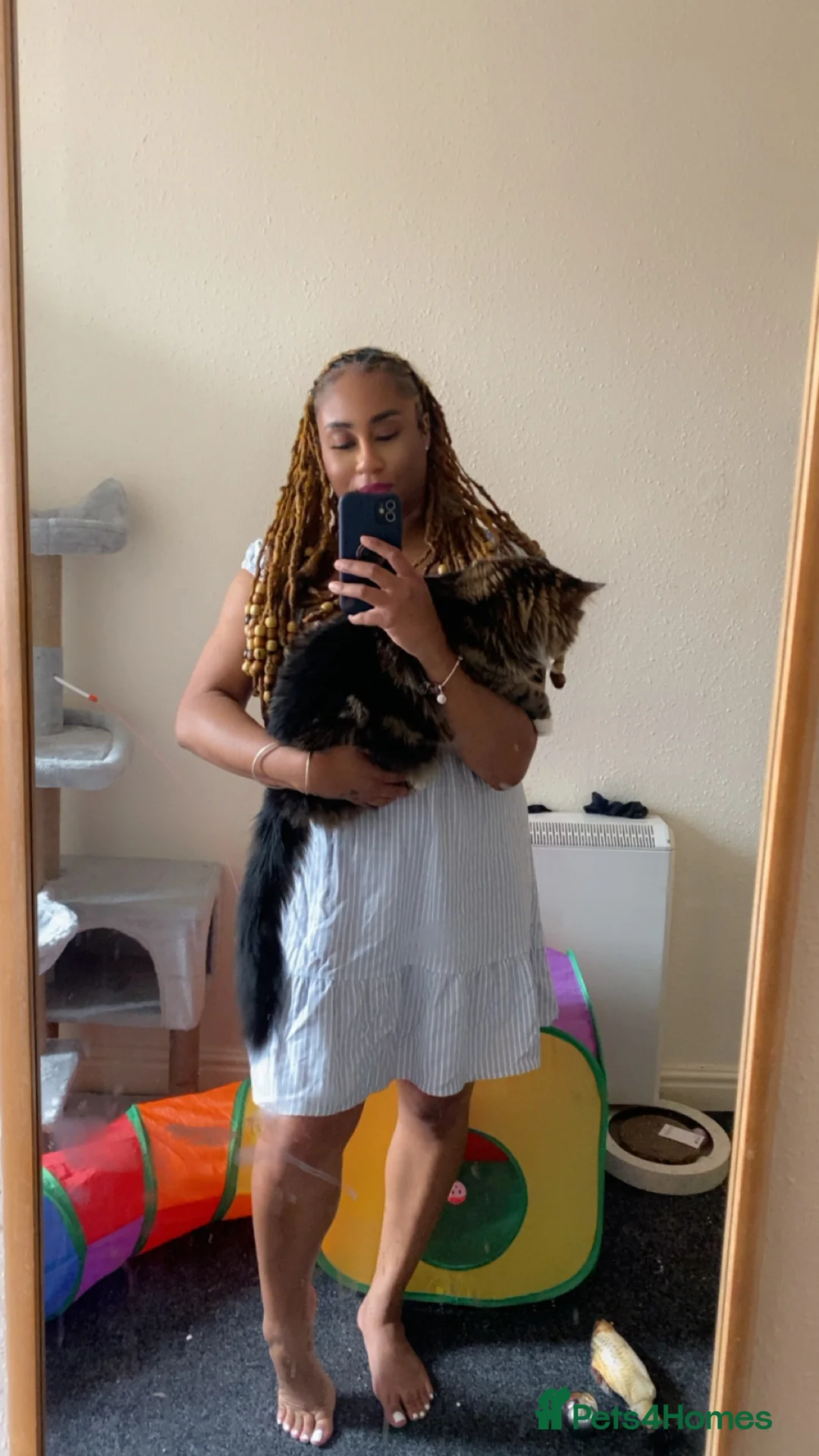 Mixed Breed cats for sale: Sweet “Simba” Looking for a Loving Home - Advert 2