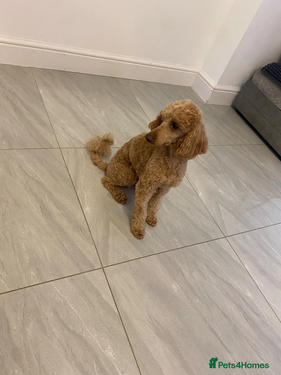 Cavapoo dogs for sale: F1 Cavapoo puppies  - Advert 3