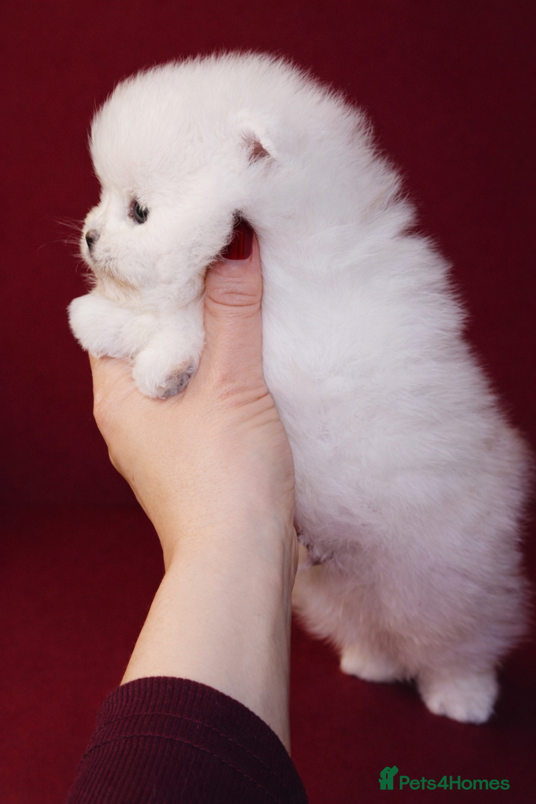 Pomeranian dogs for sale: KC Registered, Teddy bear face , tiny Pomeranians  - Advert 16