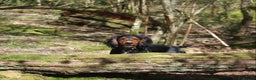 Cocker Spaniel dogs for stud: Health Tested Black & Tan W/Cocker Spaniel Stud in Totnes - Advert 6