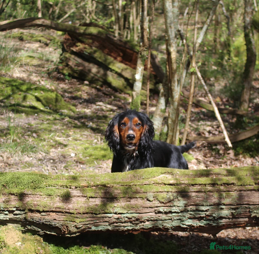 Cocker Spaniel dogs for stud: Health Tested Black & Tan W/Cocker Spaniel Stud in Totnes - Advert 6