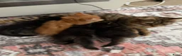Mixed Breed cats for sale: Beautiful sociable fluff balls - Advert 9