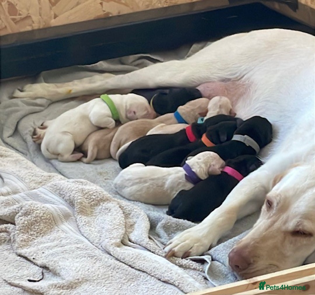 Labrador Retriever dogs for sale: Gorgeous Labrador Puppies for Sale  - Image 2