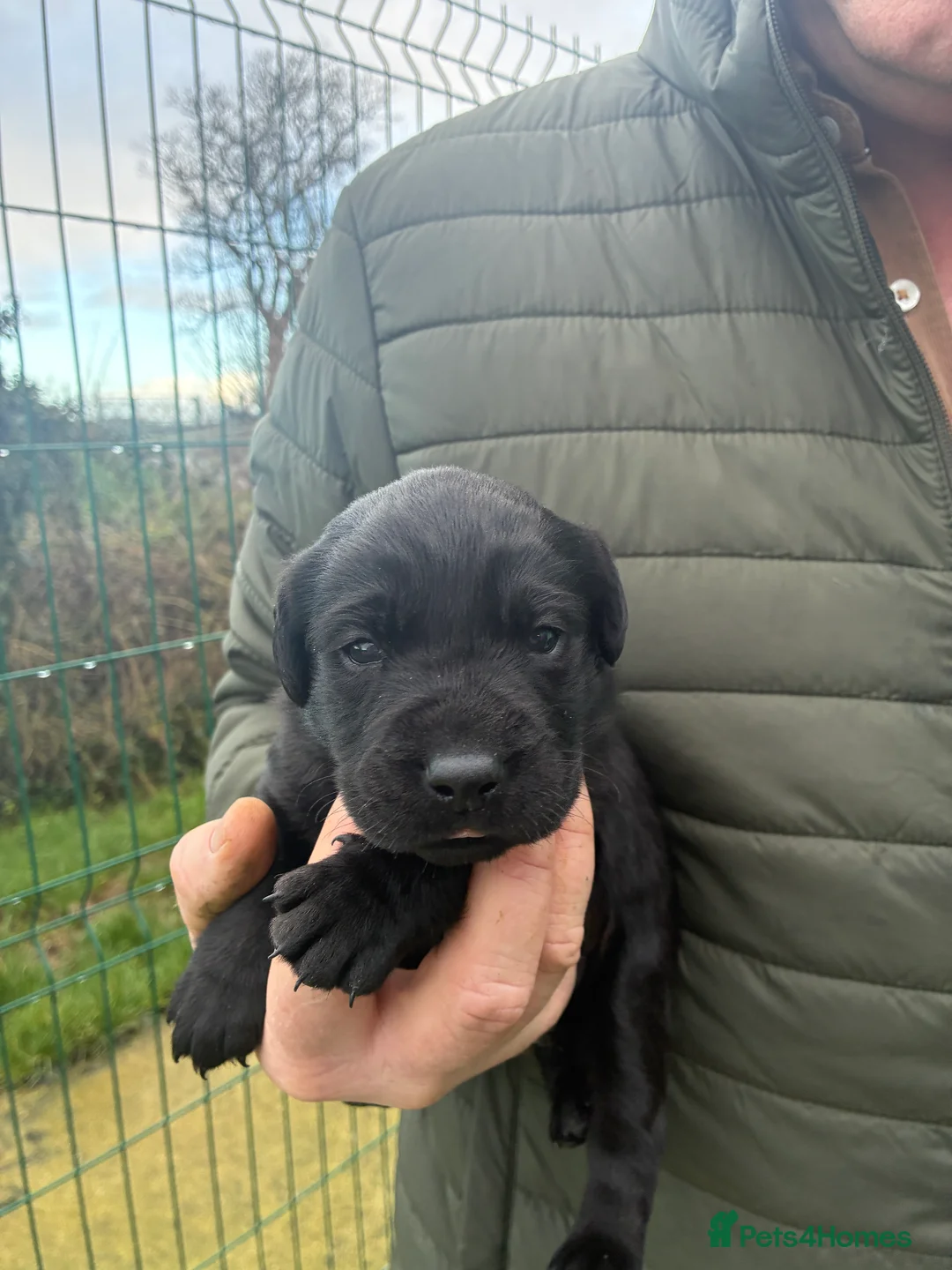 Labrador Retriever dogs for sale: Five Star Council Registered Breeder  Litter - Advert 2