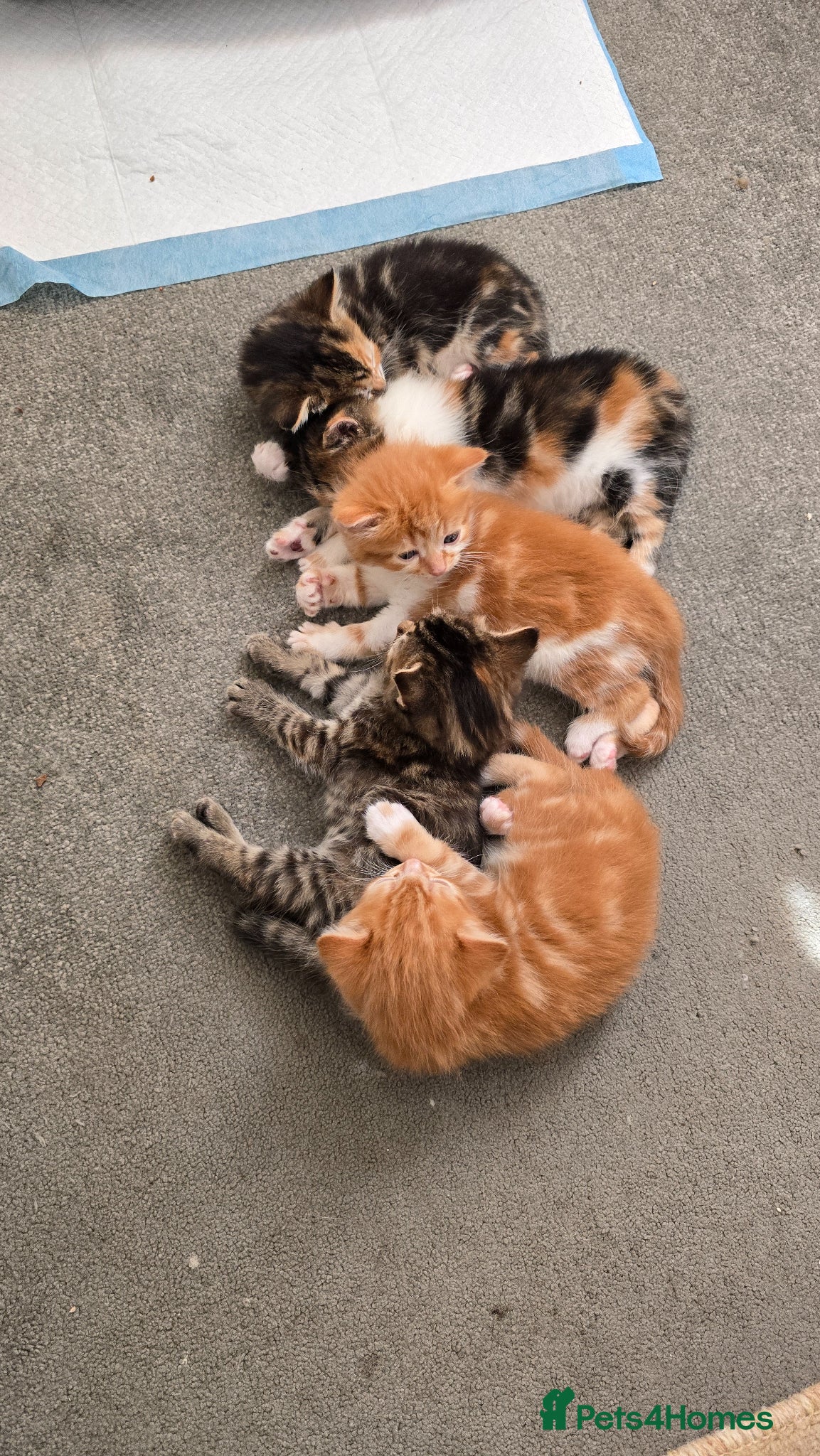 Domestic Shorthair cats for sale: 5 beautiful kittens - Advert 2