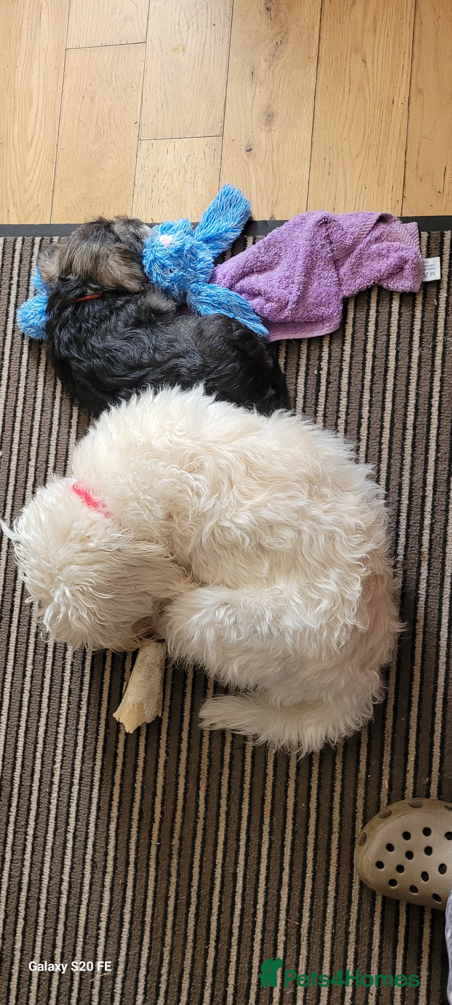 Schnoodle dogs LAST One, Very Handsome Schnoodle SchnauzerXpoodle - Advert 2