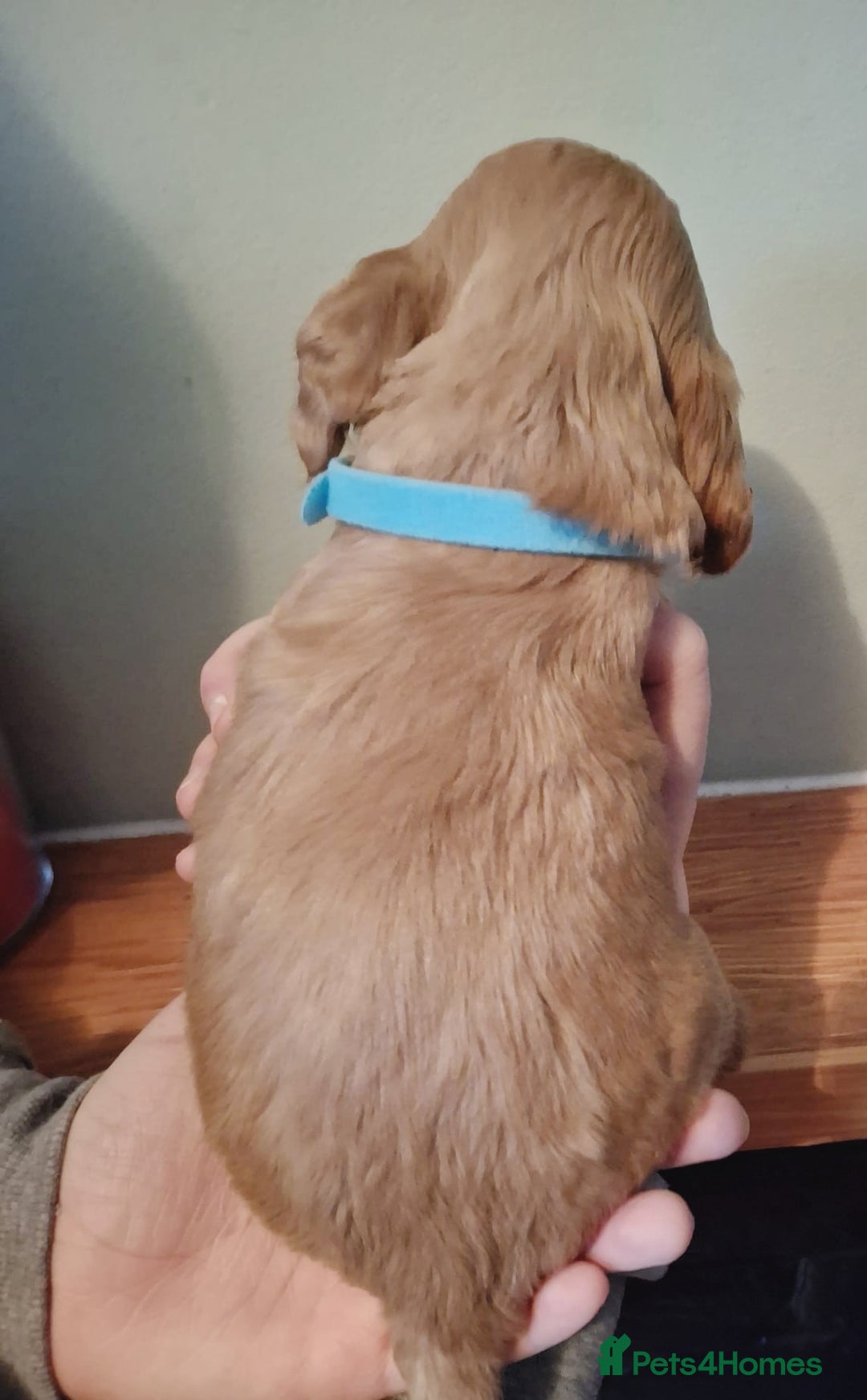 Cocker Spaniel dogs for sale: Stunning KC registered show cocker puppies - Advert 17