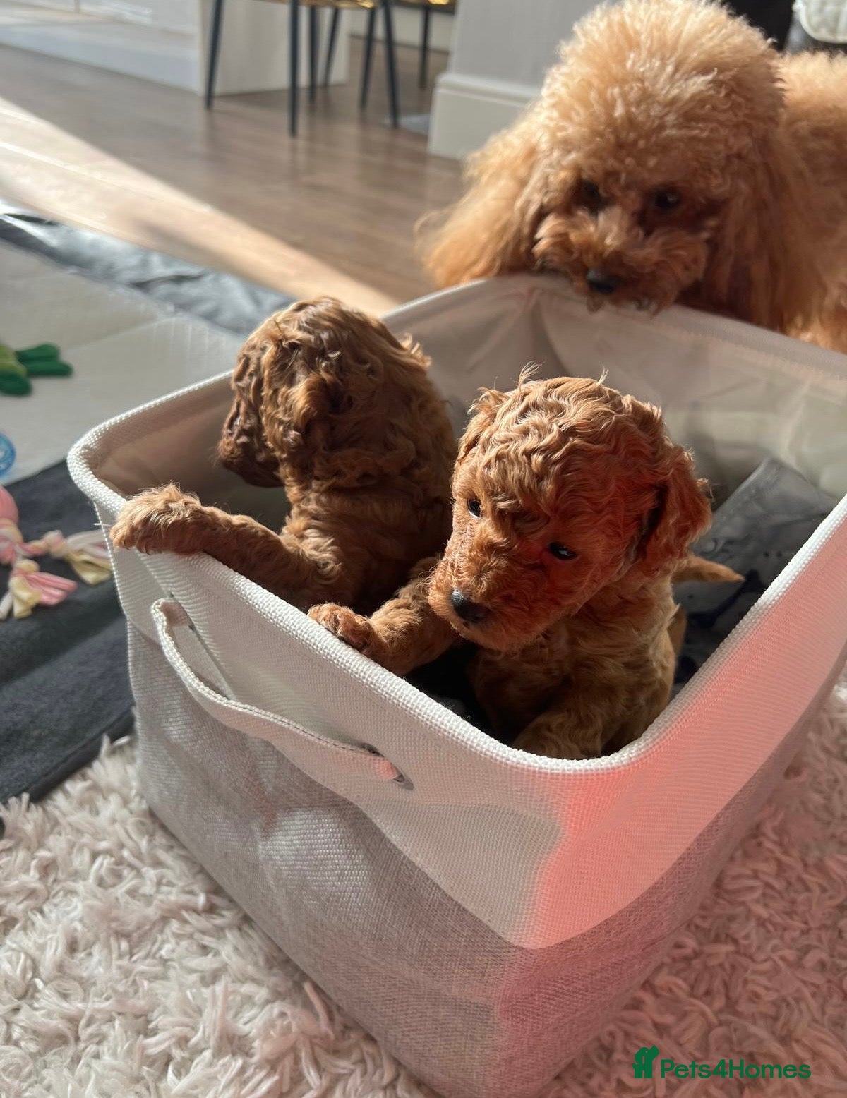 Toy Poodle dogs Gorgeous KC. Reg. Toy Poodle Puppies - Advert 14