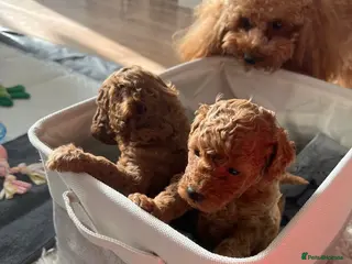 Toy Poodle dogs Gorgeous KC. Reg. Toy Poodle Puppies - Advert 13