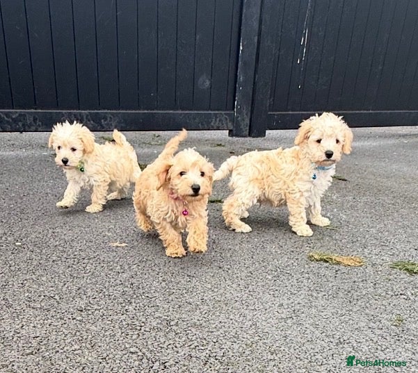 Schnoodle dogs Toy/Mini Schnoodle Puppies (Schnauzer x Poodle) - Advert 5