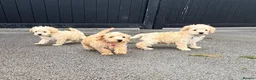 Schnoodle dogs for sale: Toy/Mini Schnoodle Puppies (Schnauzer x Poodle) - Advert 1