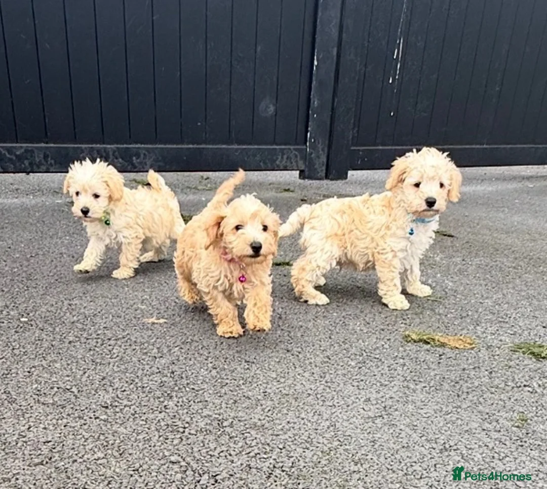 Schnoodle dogs for sale: Toy/Mini Schnoodle Puppies (Schnauzer x Poodle) - Advert 1