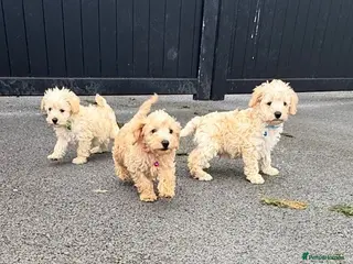 Schnoodle dogs Toy/Mini Schnoodle Puppies (Schnauzer x Poodle) - Advert 5