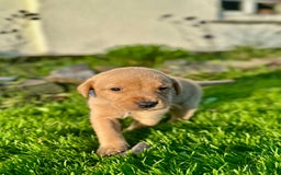 Labrador Retriever dogs for sale: KC registered Labrador puppies, working parents  - Image 5