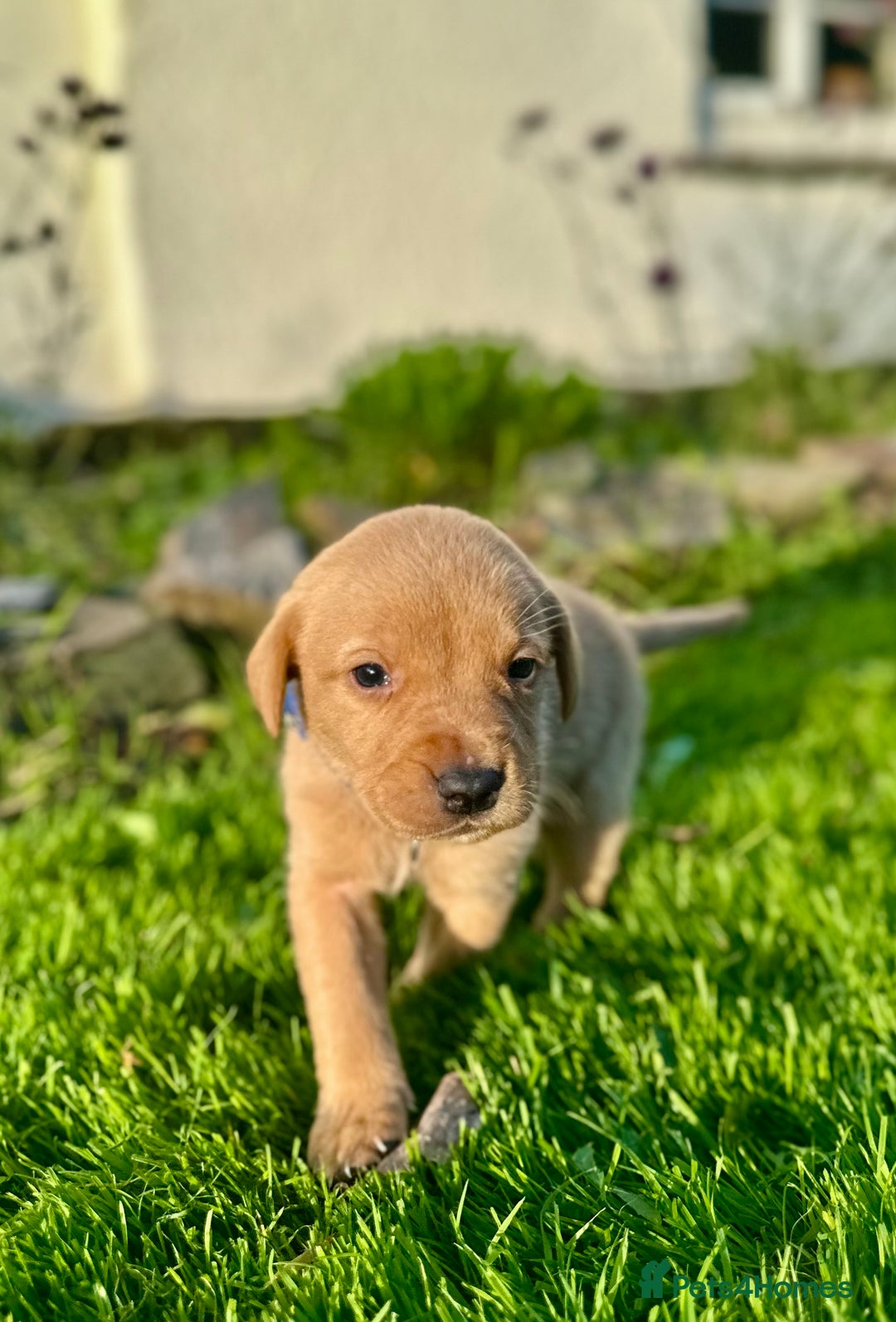 Labrador Retriever dogs for sale: KC registered Labrador puppies, working parents  - Image 5