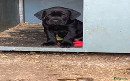 Mixed Breed dogs for sale: PUGGLES - Image 7